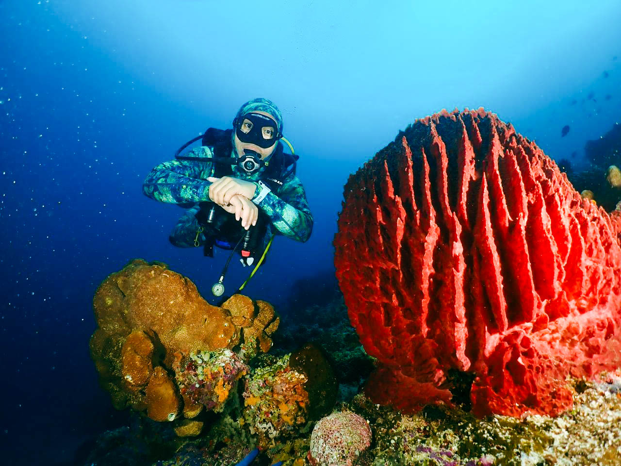 Diving Leitisel foto by Pieter Moein Manihin