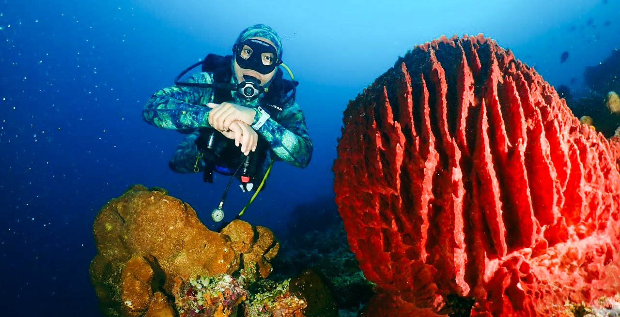 Diving Leitisel foto by Pieter Moein Manihin